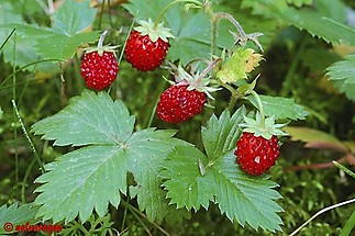 Fájlnév=Fragaria_vesca_1.jpg
Fájlméret=57KiB
Méretek=600x399
Hozzáadás dátuma=2010 November 27. Fragaria_vesca_1.jpg
