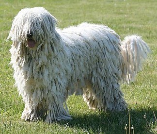 Komondor~0.jpg