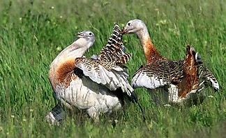 Fájlnév=Koros-Maros_Nemzeti_Park_-_tuzok.jpg
Fájlméret=60KiB
Méretek=599x368
Hozzáadás dátuma=2010 November 19. Koros-Maros_Nemzeti_Park_-_tuzok.jpg