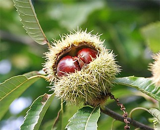 Fájlnév=gesztenye.jpg
Fájlméret=49KiB
Méretek=550x448
Hozzáadás dátuma=2011 Február 27. gesztenye.jpg