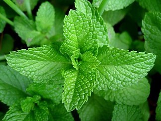 Fájlnév=menta_level.jpg
Fájlméret=30KiB
Méretek=450x338
Hozzáadás dátuma=2011 Február 27. menta_level.jpg