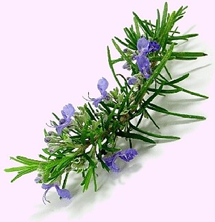 Fájlnév=rozmaring.jpg
Fájlméret=39KiB
Méretek=500x515
Hozzáadás dátuma=2011 Február 27. rozmaring.jpg