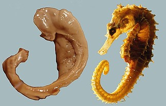 Fájlnév=Hippocampus_and_seahorse_cropped.JPG
Fájlméret=72KiB
Méretek=798x511
Hozzáadás dátuma=2013 Május 12. Hippocampus_and_seahorse_cropped.JPG