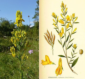 Fájlnév=Genista_tinctoria_250807a.jpg
Fájlméret=97KiB
Méretek=697x651
Hozzáadás dátuma=2014 Október 19. Genista_tinctoria_250807a.jpg
