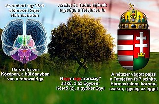 Fájlnév=Noe-fa-cimerrel.jpg
Fájlméret=144KiB
Méretek=904x590
Hozzáadás dátuma=2014 Szeptember 30. Noe-fa-cimerrel.jpg