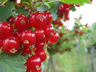 Fájlnév=10430403_1430319563899651_2926062031422206751_n.jpg
Fájlméret=35KiB
Méretek=500x375
Hozzáadás dátuma=2014 Június 15. 10430403_1430319563899651_2926062031422206751_n.jpg