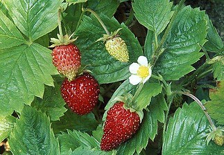 Fájlnév=10455216_1430592813872326_7160637648093511649_n.jpg
Fájlméret=81KiB
Méretek=566x392
Hozzáadás dátuma=2014 Június 15. 10455216_1430592813872326_7160637648093511649_n.jpg