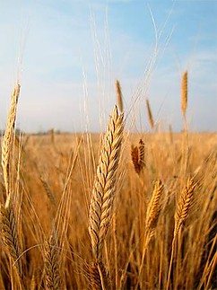 Fájlnév=11817270_756900674420767_4058082885172178732_n.jpg
Fájlméret=29KiB
Méretek=337x450
Hozzáadás dátuma=2015 Július 30. 11817270_756900674420767_4058082885172178732_n.jpg
