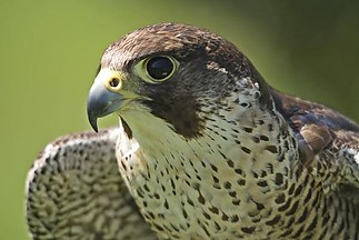 Fájlnév=250355_1484618635136410_1849018435439603954_n.jpg
Fájlméret=37KiB
Méretek=600x401
Hozzáadás dátuma=2014 November 13. 250355_1484618635136410_1849018435439603954_n.jpg